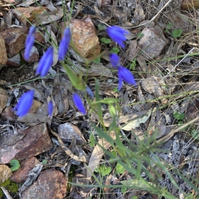 Stypandra glauca (Nodding Blue Lily) at Gossan Hill - 9 Sep 2023 by lyndallh