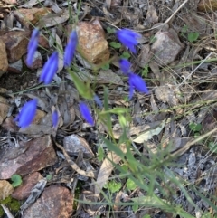 Stypandra glauca (Nodding Blue Lily) at Bruce, ACT - 9 Sep 2023 by lyndallh