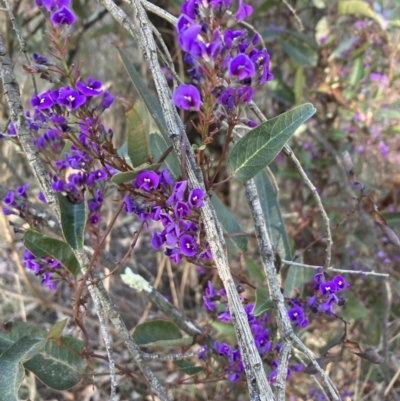 Hardenbergia violacea (False Sarsaparilla) at Bruce, ACT - 9 Sep 2023 by lyndallh
