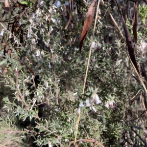 Styphelia fletcheri subsp. brevisepala at Bruce, ACT - 9 Sep 2023