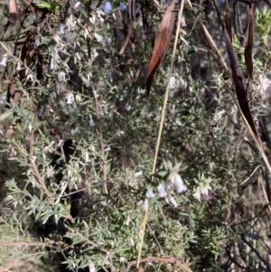 Leucopogon fletcheri subsp. brevisepalus at Bruce, ACT - 9 Sep 2023