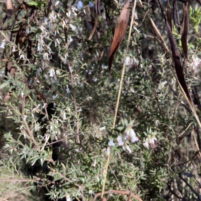 Leucopogon fletcheri subsp. brevisepalus (Twin Flower Beard-Heath) at Bruce Ridge to Gossan Hill - 9 Sep 2023 by lyndallh