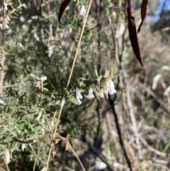 Styphelia fletcheri subsp. brevisepala at Bruce, ACT - 9 Sep 2023