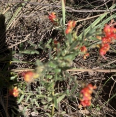 Grevillea alpina (Mountain Grevillea / Cat's Claws Grevillea) at Gossan Hill - 9 Sep 2023 by lyndallh