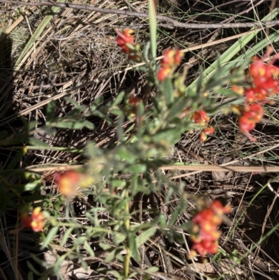 Grevillea alpina (Mountain Grevillea / Cat's Claws Grevillea) at Bruce Ridge to Gossan Hill - 9 Sep 2023 by lyndallh