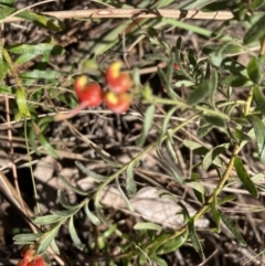 Grevillea alpina at Bruce, ACT - 9 Sep 2023 03:04 PM