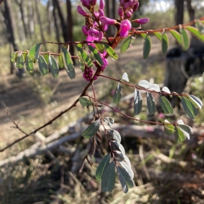 Indigofera australis subsp. australis (Australian Indigo) at Bruce Ridge to Gossan Hill - 9 Sep 2023 by lyndallh