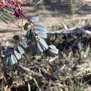 Indigofera australis subsp. australis at Bruce, ACT - 9 Sep 2023