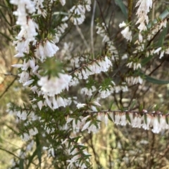 Leucopogon fletcheri subsp. brevisepalus (Twin Flower Beard-Heath) at Bruce, ACT - 9 Sep 2023 by lyndallh