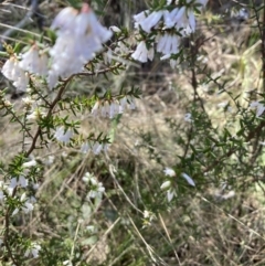 Leucopogon fletcheri subsp. brevisepalus at Bruce, ACT - 9 Sep 2023