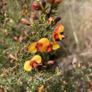 Dillwynia phylicoides at Bruce, ACT - 8 Sep 2023
