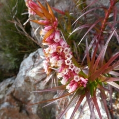 Dracophyllum secundum at Charleys Forest, NSW - 8 Aug 2023 by arjay