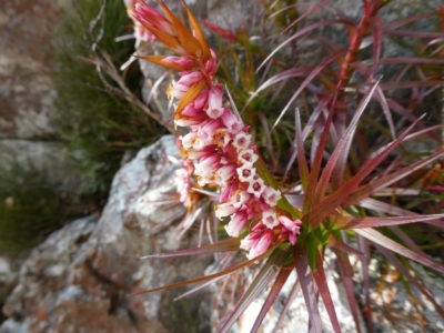 Dracophyllum secundum at Charleys Forest, NSW - 8 Aug 2023 by arjay