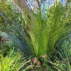 Macrozamia communis (Burrawang) at Narrawallee Bushcare - 9 Sep 2023 by trevorpreston