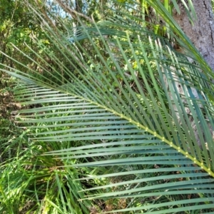 Macrozamia communis at Narrawallee, NSW - 9 Sep 2023