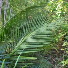 Macrozamia communis at Narrawallee, NSW - 9 Sep 2023