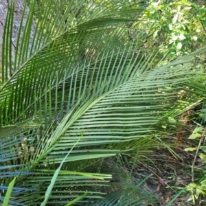 Macrozamia communis at Narrawallee, NSW - suppressed