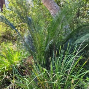 Macrozamia communis at Narrawallee, NSW - suppressed