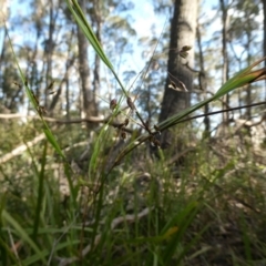 Hierochloe rariflora (Cane Holy Grass) at Charleys Forest, NSW - 8 Aug 2023 by arjay
