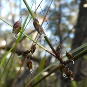 Hierochloe rariflora at suppressed - suppressed