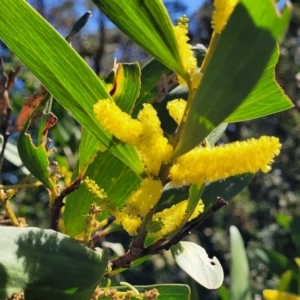 Acacia longifolia subsp. sophorae at Narrawallee, NSW - 9 Sep 2023