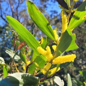 Acacia longifolia subsp. sophorae at Narrawallee, NSW - 9 Sep 2023