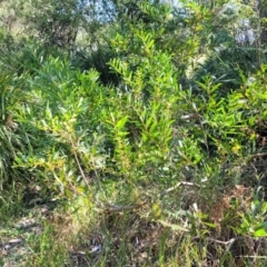 Acacia longifolia subsp. sophorae at Narrawallee, NSW - 9 Sep 2023