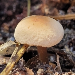 Unidentified Cap on a stem; gills below cap [mushrooms or mushroom-like] at Narrawallee Bushcare - 9 Sep 2023 by trevorpreston