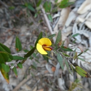 Mirbelia platylobioides at Charleys Forest, NSW - 8 Aug 2023