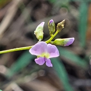 Glycine sp. at Narrawallee, NSW - 9 Sep 2023