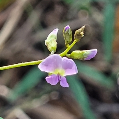 Glycine sp. at Narrawallee Bushcare - 9 Sep 2023 by trevorpreston