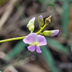 Glycine sp. at Narrawallee Foreshore Reserves Walking Track - 9 Sep 2023 by trevorpreston