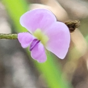 Glycine sp. at Narrawallee, NSW - 9 Sep 2023