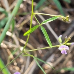 Glycine sp. at Narrawallee, NSW - 9 Sep 2023 12:05 PM