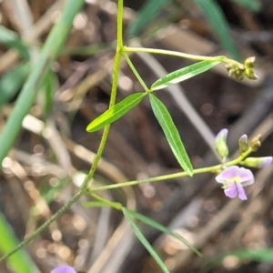 Glycine sp. at Narrawallee, NSW - 9 Sep 2023