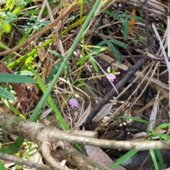 Glycine sp. at Narrawallee, NSW - 9 Sep 2023 12:05 PM