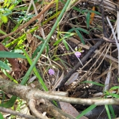 Glycine sp. at Narrawallee, NSW - 9 Sep 2023