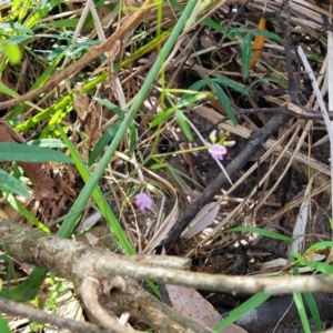 Glycine sp. at Narrawallee, NSW - 9 Sep 2023