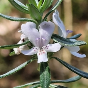 Westringia fruticosa at Narrawallee, NSW - 9 Sep 2023