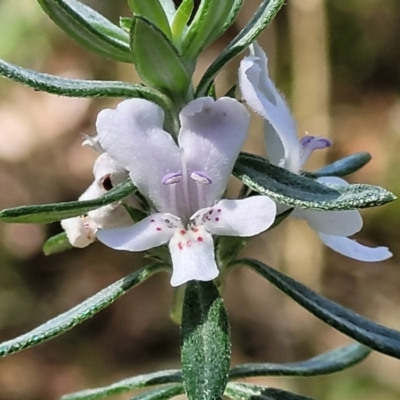 Westringia fruticosa (Native Rosemary) at Narrawallee Foreshore Reserves Walking Track - 9 Sep 2023 by trevorpreston