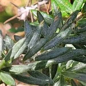 Westringia fruticosa at Narrawallee, NSW - 9 Sep 2023