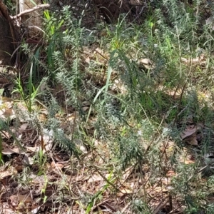 Westringia fruticosa at Narrawallee, NSW - 9 Sep 2023