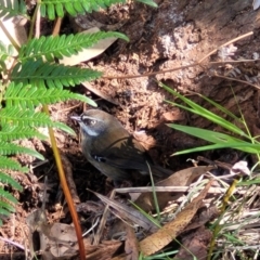 Sericornis frontalis (White-browed Scrubwren) at Narrawallee Bushcare - 9 Sep 2023 by trevorpreston