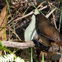 Sericornis frontalis at Narrawallee, NSW - 9 Sep 2023