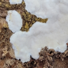 zz flat polypore - white(ish) at Narrawallee Bushcare - 9 Sep 2023 by trevorpreston