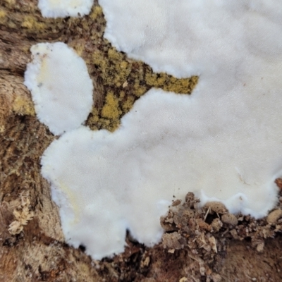 zz flat polypore - white(ish) at Narrawallee, NSW - 9 Sep 2023 by trevorpreston