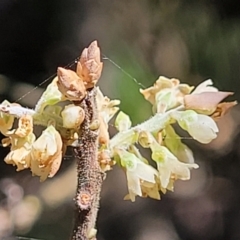 Monotoca elliptica (Tree Broom-heath) at Narrawallee, NSW - 9 Sep 2023 by trevorpreston