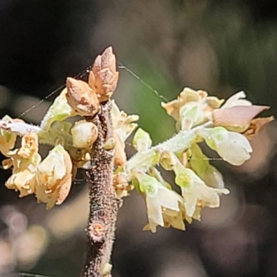 Monotoca elliptica (Tree Broom-heath) at Narrawallee, NSW - 9 Sep 2023 by trevorpreston