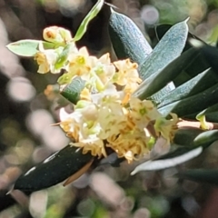 Monotoca elliptica at Narrawallee, NSW - 9 Sep 2023 11:57 AM