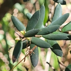 Monotoca elliptica at Narrawallee, NSW - 9 Sep 2023 11:57 AM